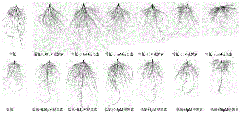 一種增強植物氮素吸收利用的植物生長調(diào)節(jié)劑