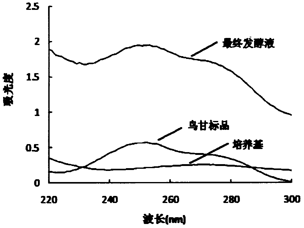 利用鳥苷發(fā)酵液紫外指紋圖譜檢測鳥苷產(chǎn)量模型的構(gòu)建方法