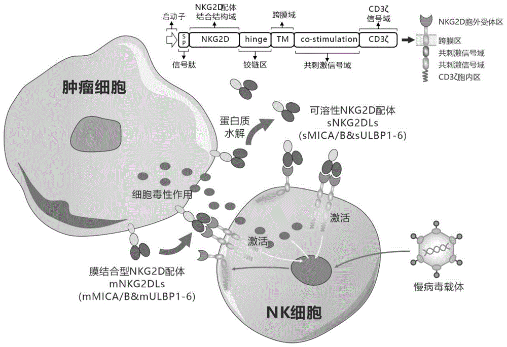 靶向人膜結合型和可溶性NKG2D配體的嵌合受體、核酸分子、免疫效應細胞及其應用