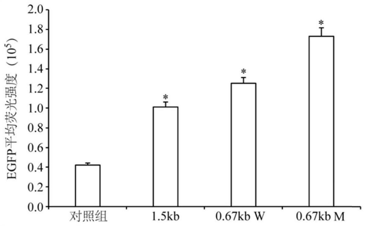 一種遍在染色質(zhì)開(kāi)放表達(dá)元件、重組表達(dá)載體、表達(dá)系統(tǒng)及其制備方法、應(yīng)用