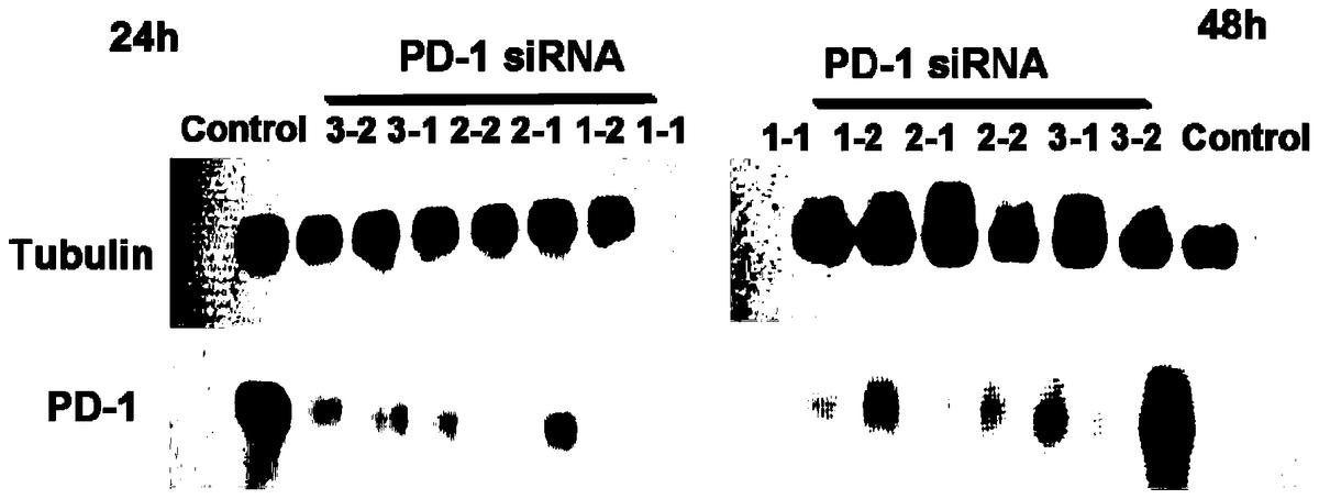 PD-1特異性干擾序列、質(zhì)粒、減毒沙門氏菌及在抗腫瘤的應(yīng)用