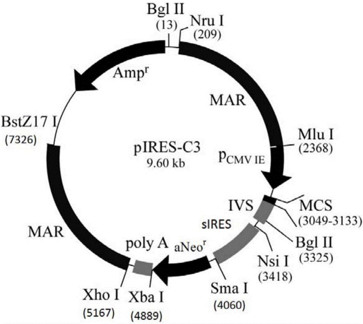 雙順反子表達(dá)載體、表達(dá)系統(tǒng)、制備方法及應(yīng)用