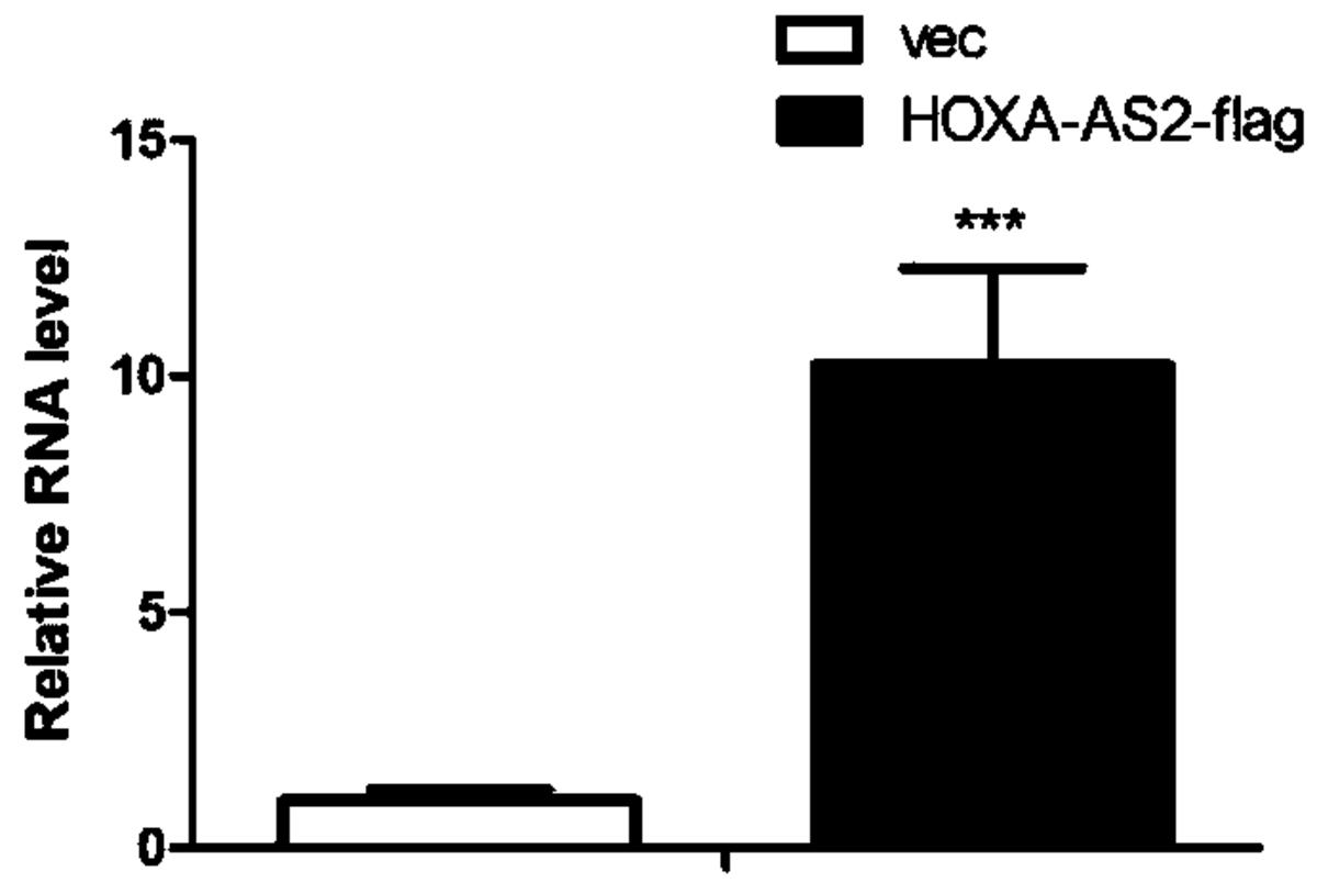 長鏈非編碼RNA-HOXA-AS2在骨組織損傷修復(fù)中的應(yīng)用