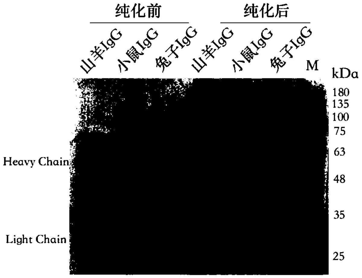 一種基于葡聚糖微球的免疫沉淀試劑及其制備方法與應(yīng)用