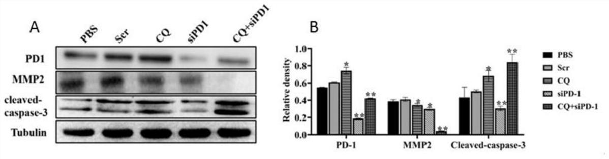 PD-1siRNA聯(lián)合氯喹在制備治療直腸癌藥物中的應用