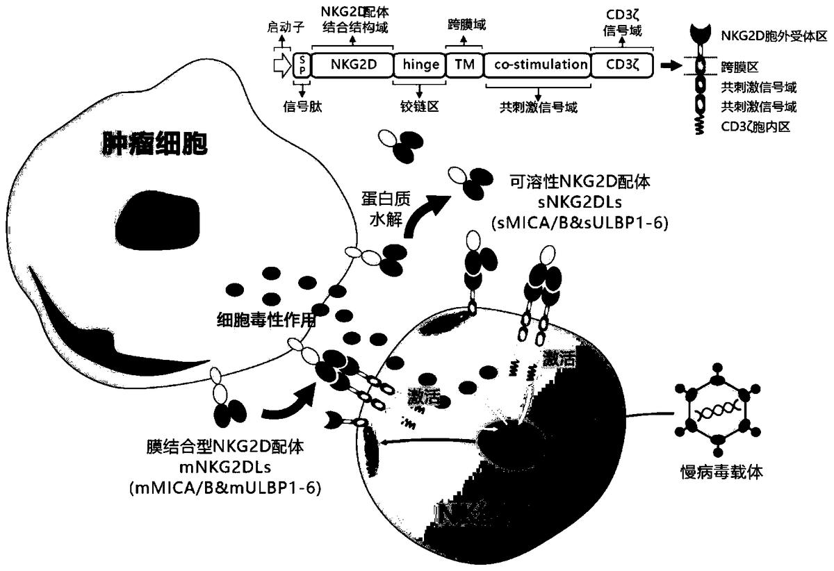 靶向人膜結(jié)合型和可溶性NKG2D配體的嵌合受體、核酸分子、免疫效應(yīng)細(xì)胞及其應(yīng)用