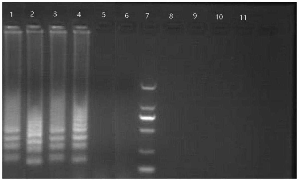 一種黑水虻分子鑒定引物、試劑盒和鑒定方法